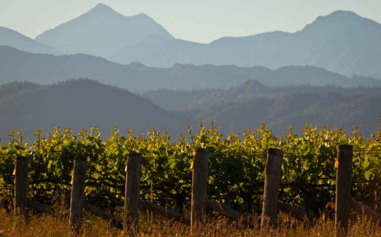 Vinyard mountain backdrop